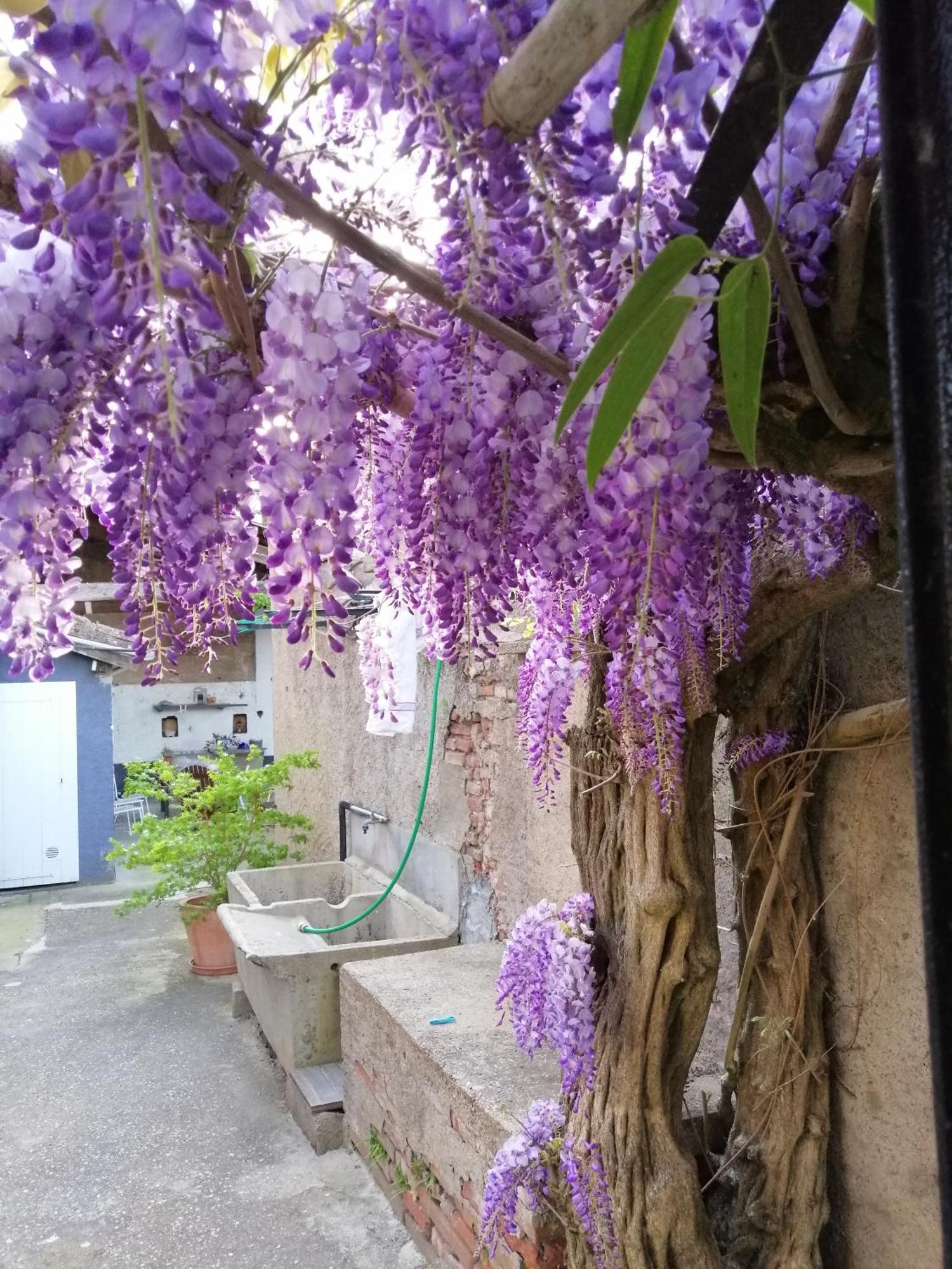 B&B La Maison De Julia Albi Ngoại thất bức ảnh
